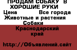 ПРОДАМ СОБАКУ  В ХОРОШИЕ РУКИ  › Цена ­ 4 000 - Все города Животные и растения » Собаки   . Краснодарский край